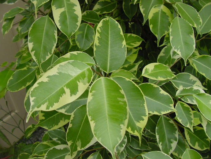 Ficus-Benjamina-e1394549954632